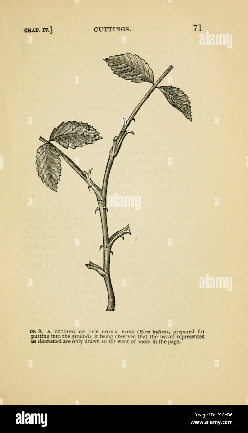 Istruzioni semplici per giardinaggio (pagina 71) BHL16656434 Foto Stock