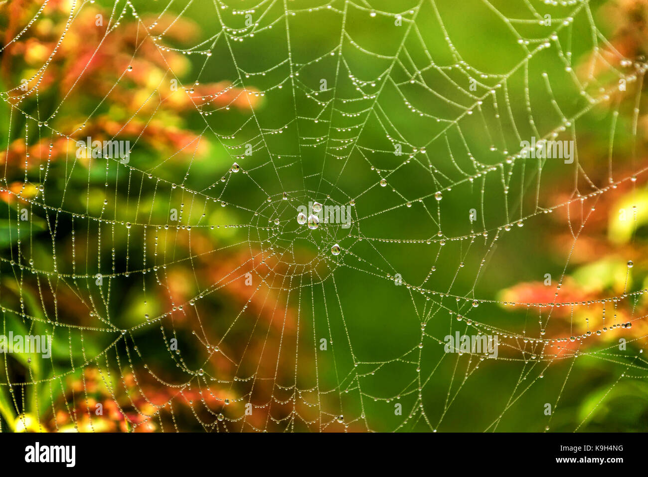 Spider Web con gocce d'acqua nelle prime ore del mattino. Foto Stock