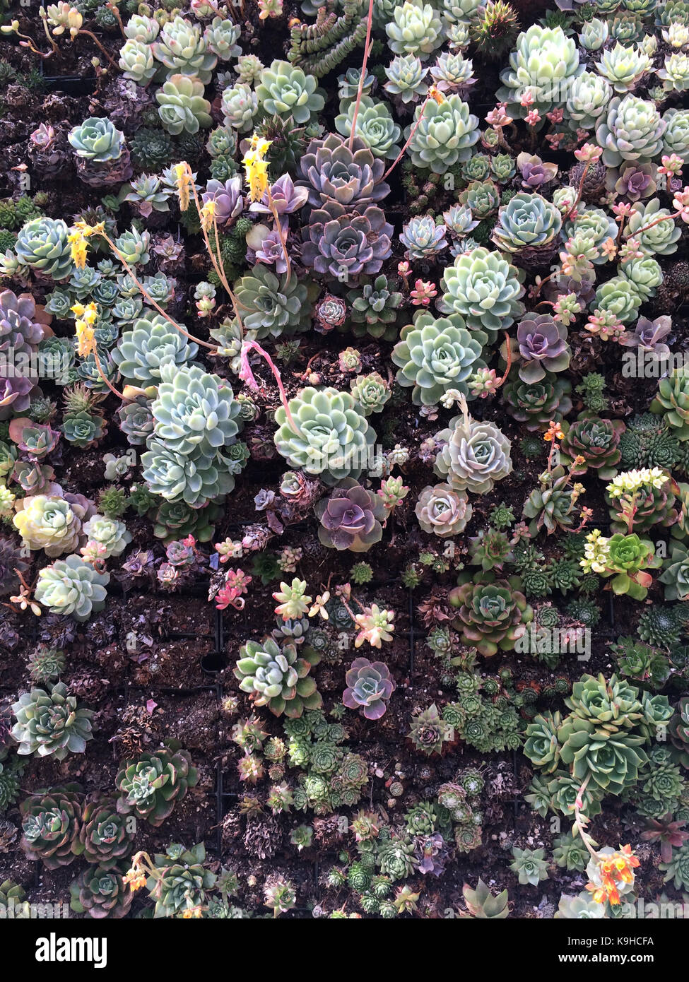 Succulente in un muro vegetale densamente impaccati e vibrante Foto Stock
