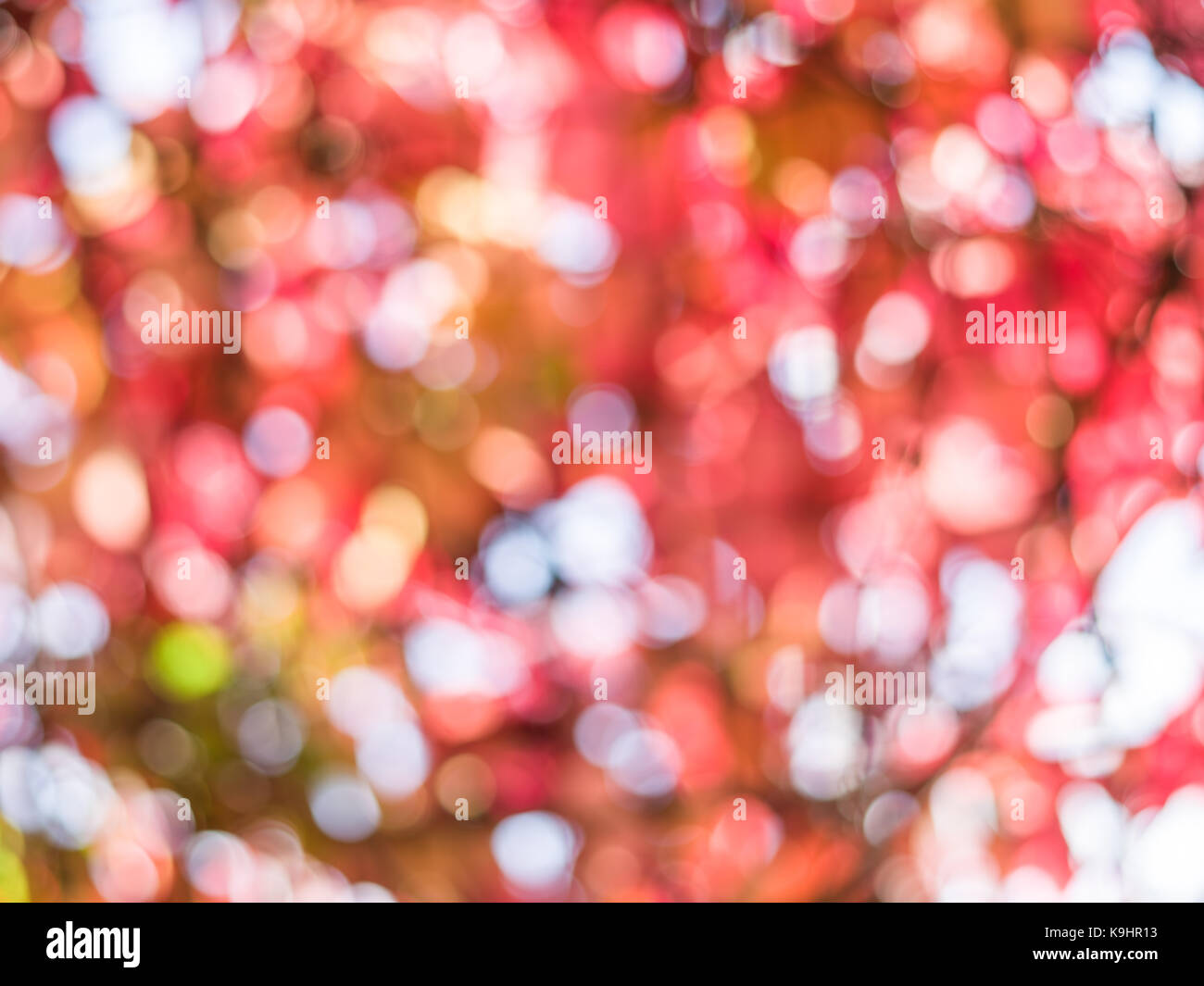 Sfocato foglie rosse. la natura dello sfondo. Foto Stock