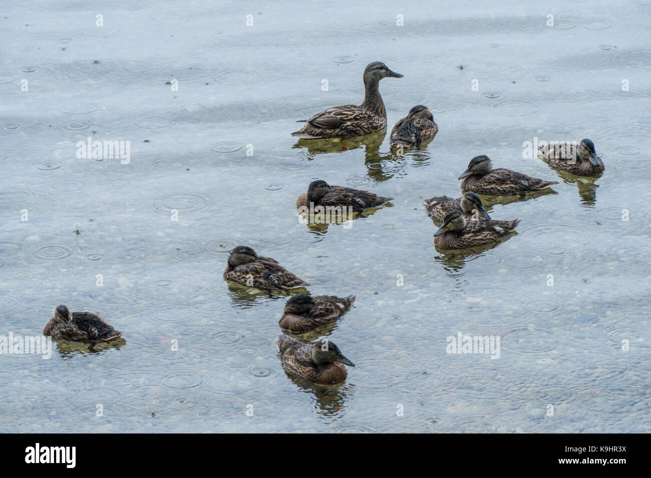 Anatra con anatroccoli sul lago sotto la pioggia. Foto Stock