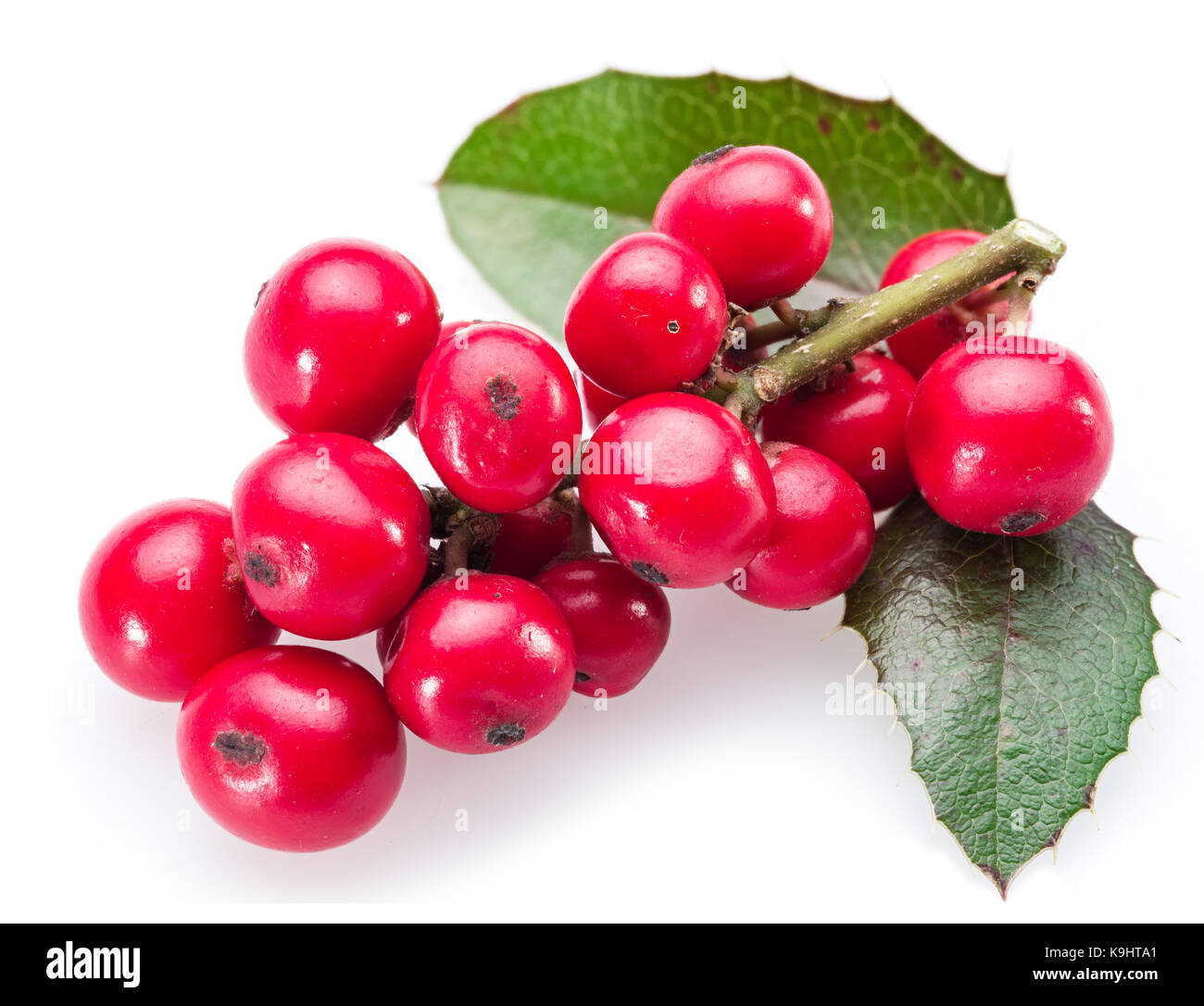 Unione holly (leccio) foglie e frutta su uno sfondo bianco. Foto Stock