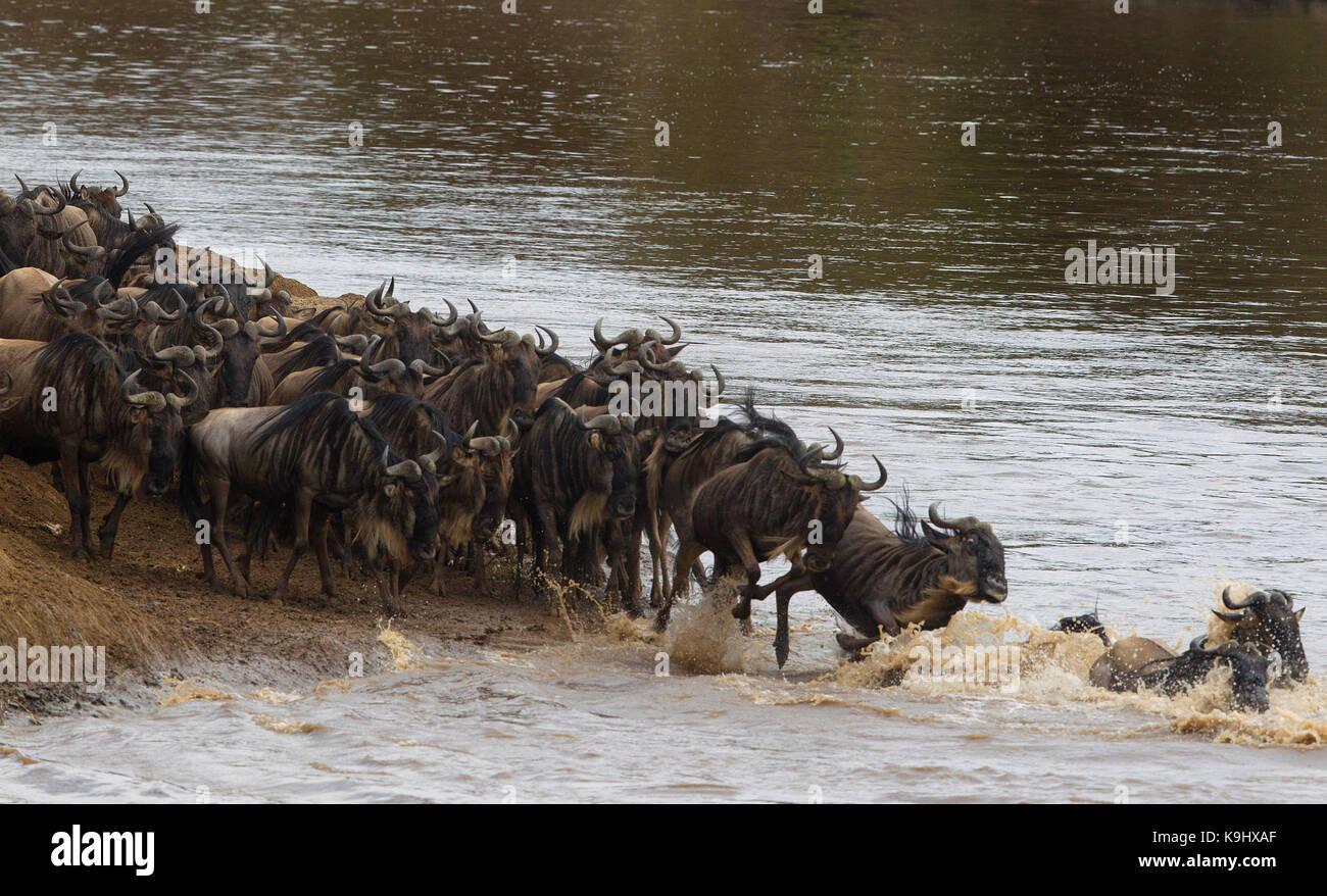 Wildebeests o gnu attraversando il fiume Mara durante la grande migrazione Foto Stock