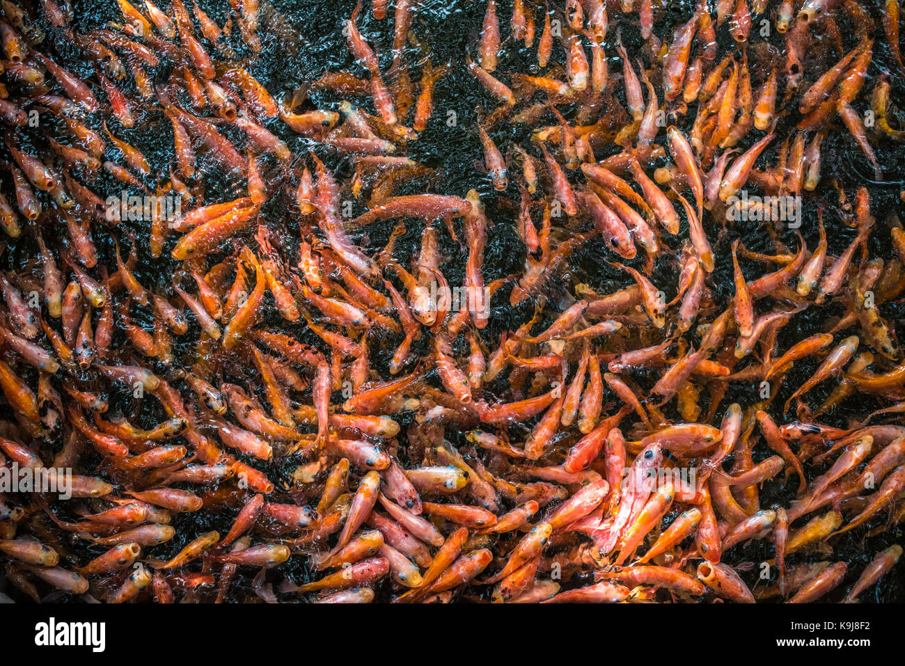 Scuola di goldfishes, Madu Ganga, Sri Lanka Foto Stock