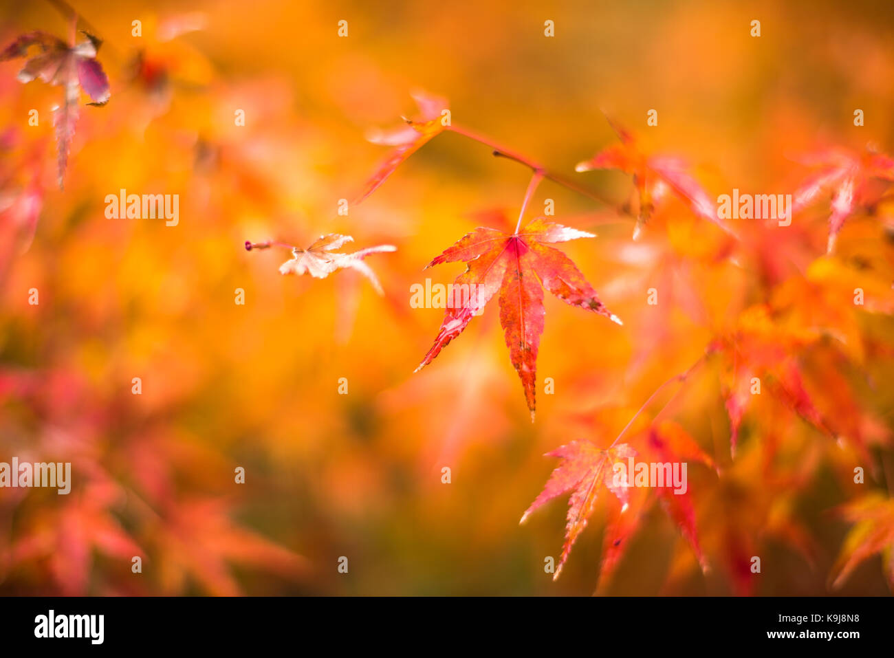 Foglie di autunno, molto superficiale la messa a fuoco Foto Stock