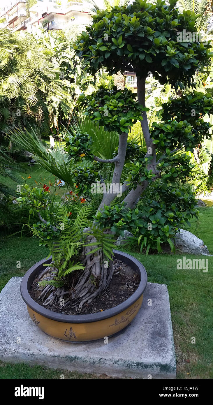 Bellissimo bonsai in un giardino botanico nel Principato di Monaco Foto  stock - Alamy
