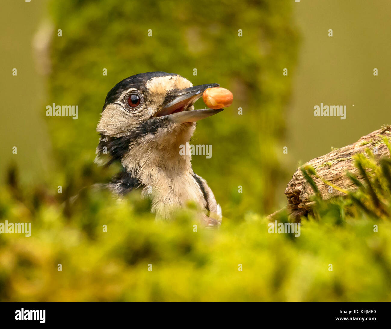 Picchio rosso maggiore ringford/ galloway Forest park/ Scozia/uk/ isole britanniche Foto Stock