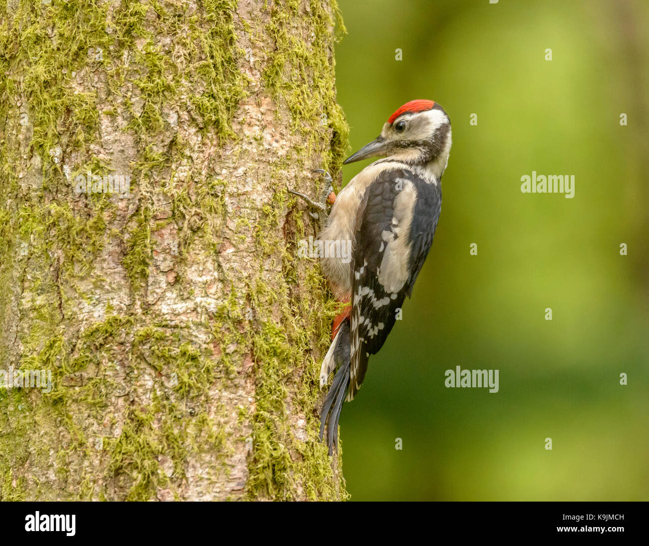 Picchio rosso maggiore ringford/ galloway Forest park/ Scozia/uk/ isole britanniche Foto Stock