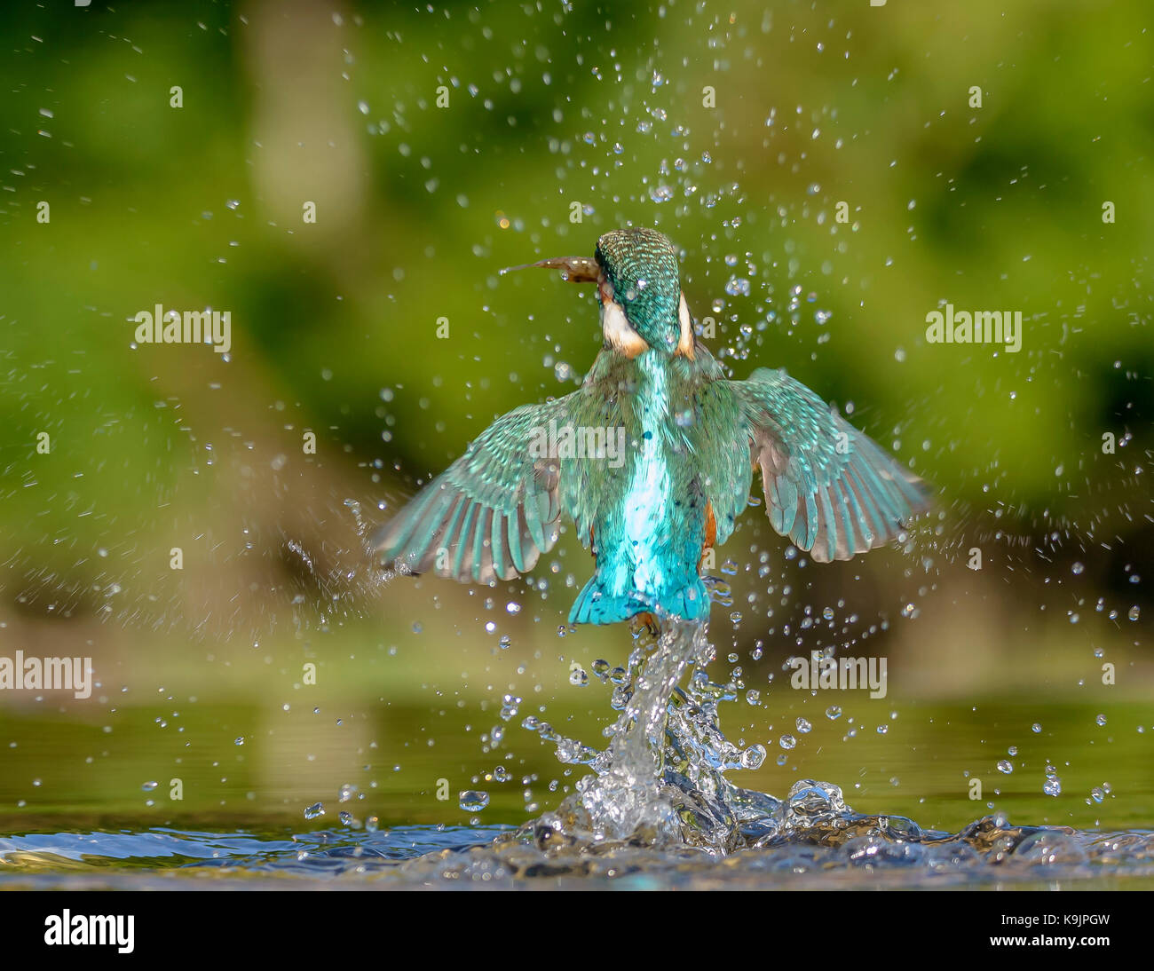 Azione di immersioni kingfisher ringford/galloway Forest park/Western Scotland/ uk/ isole britanniche Foto Stock