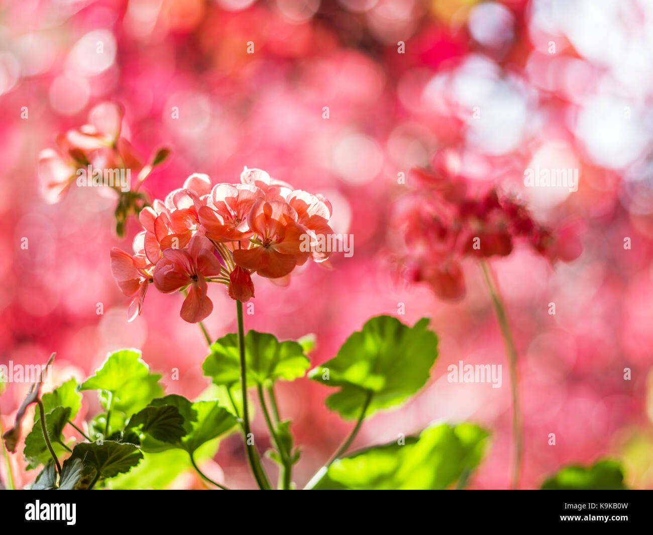 Red pelargonium fiori e sfocata foglie rosse sullo sfondo. Foto Stock