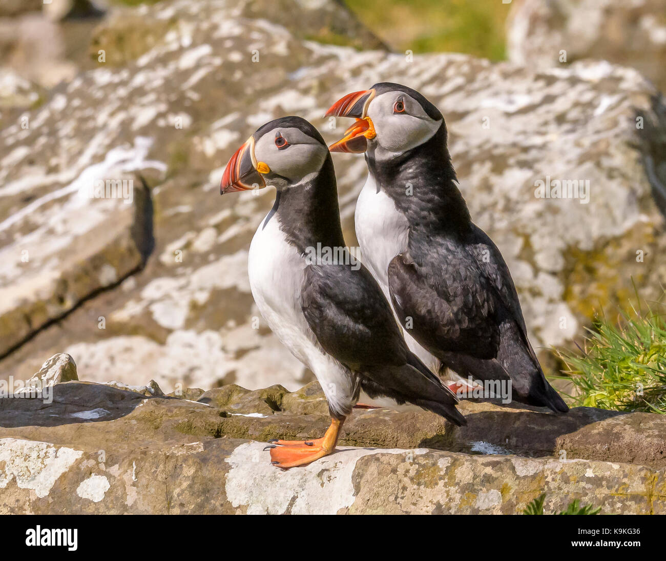 Puffin tresnnish isles/ Isle of Mull/ western scotland/ uk/ isole britanniche Foto Stock