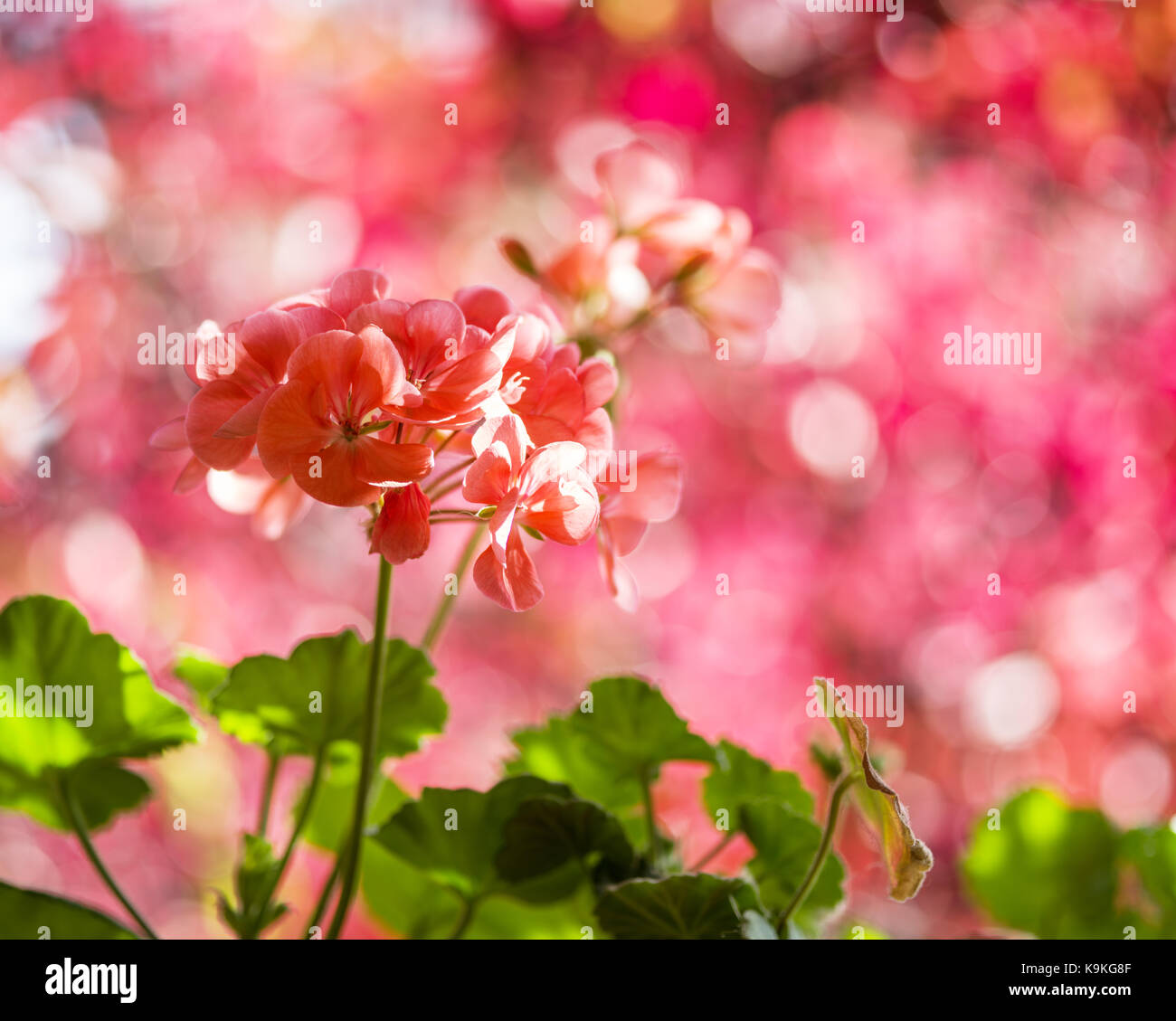 Red pelargonium fiori e sfocata foglie rosse sullo sfondo. Foto Stock