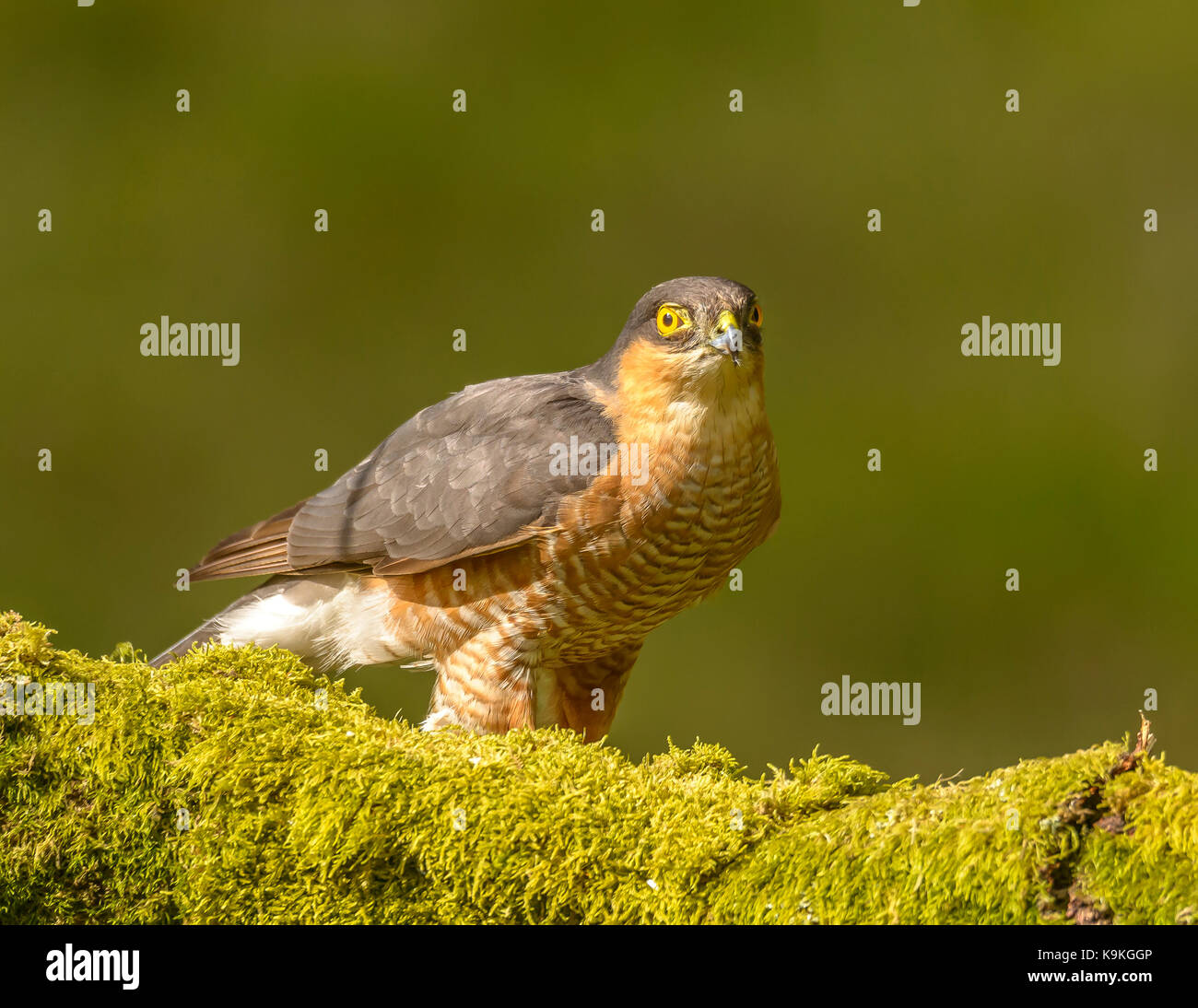 Sparviero maschio ringford galloway Forest park Western Scotland Regno Unito Isole britanniche Foto Stock