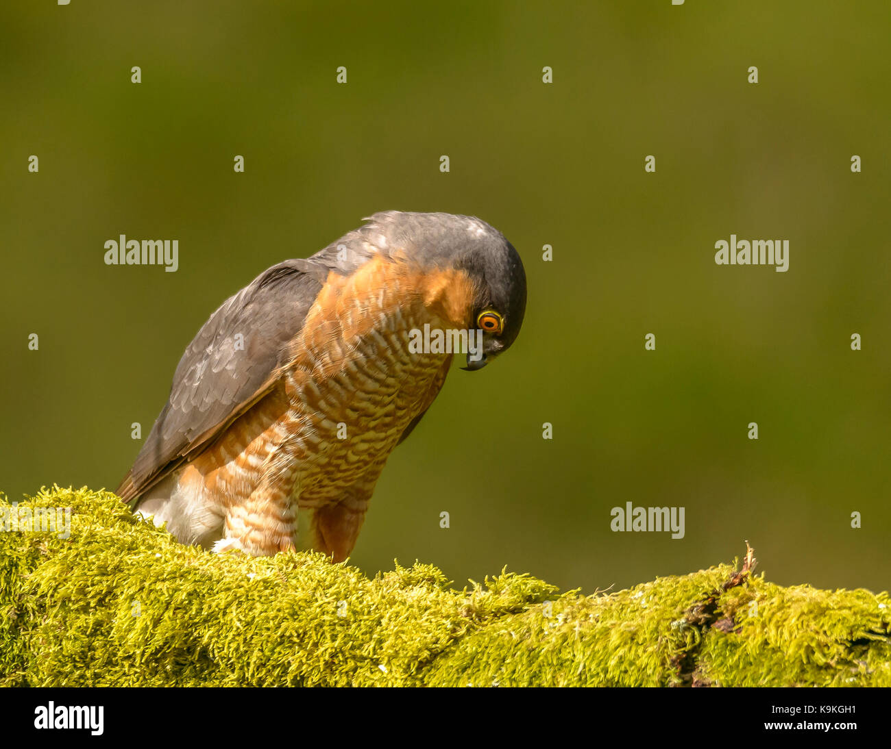 Sparviero maschio ringford galloway Forest park Western Scotland Regno Unito Isole britanniche Foto Stock