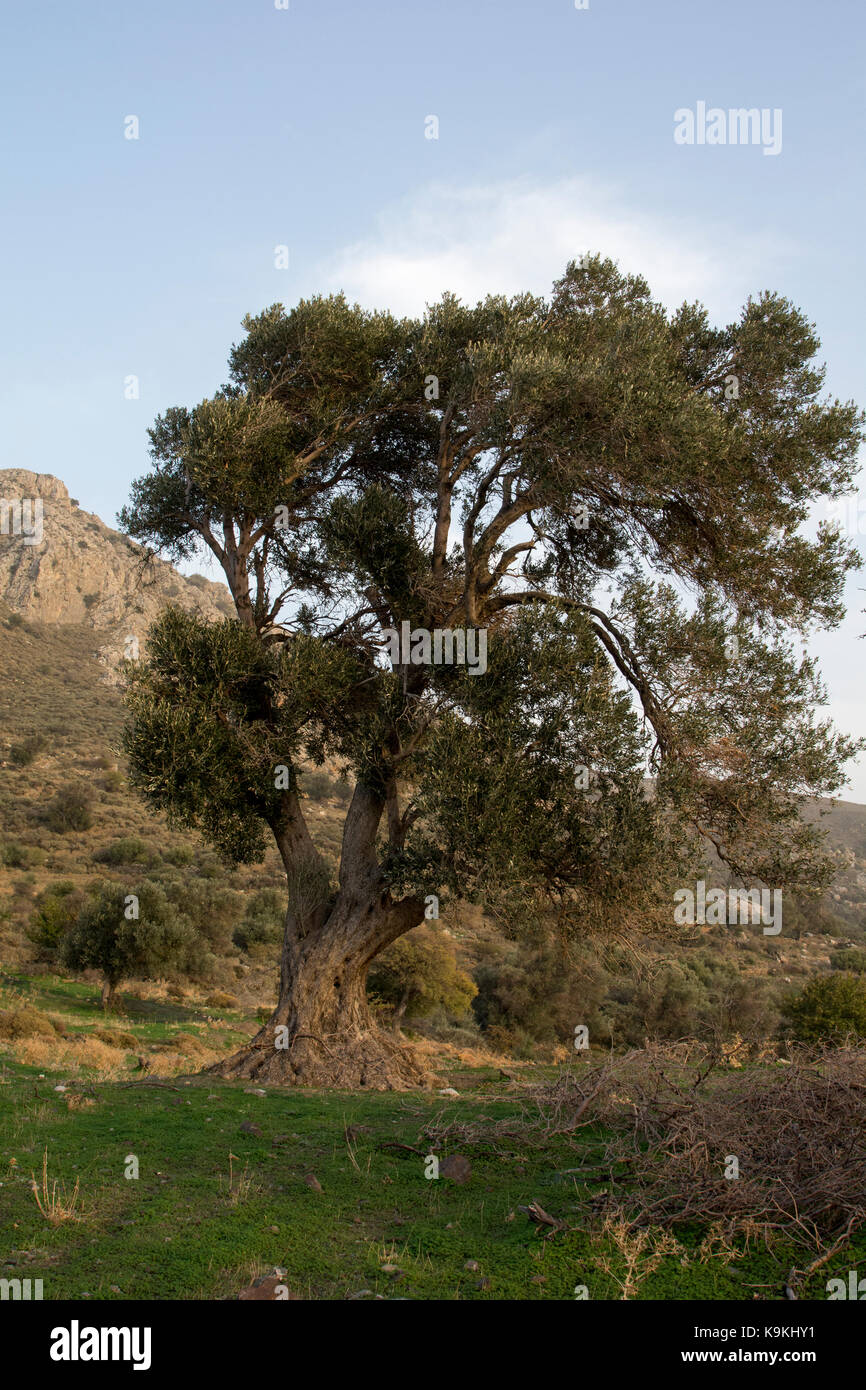 Alberi di ulivo come questo vicino a Minoan Tholos nel sud centrale nella creta sembrano essere alcune migliaia di anni. Foto Stock