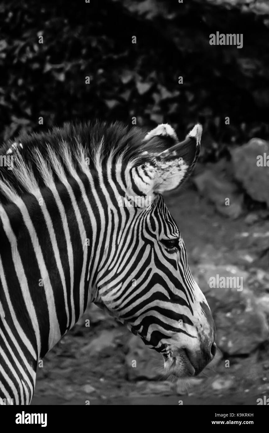 Grévy's zebra in Cabarceno parco naturale, Cantabria, Spagna. Foto Stock