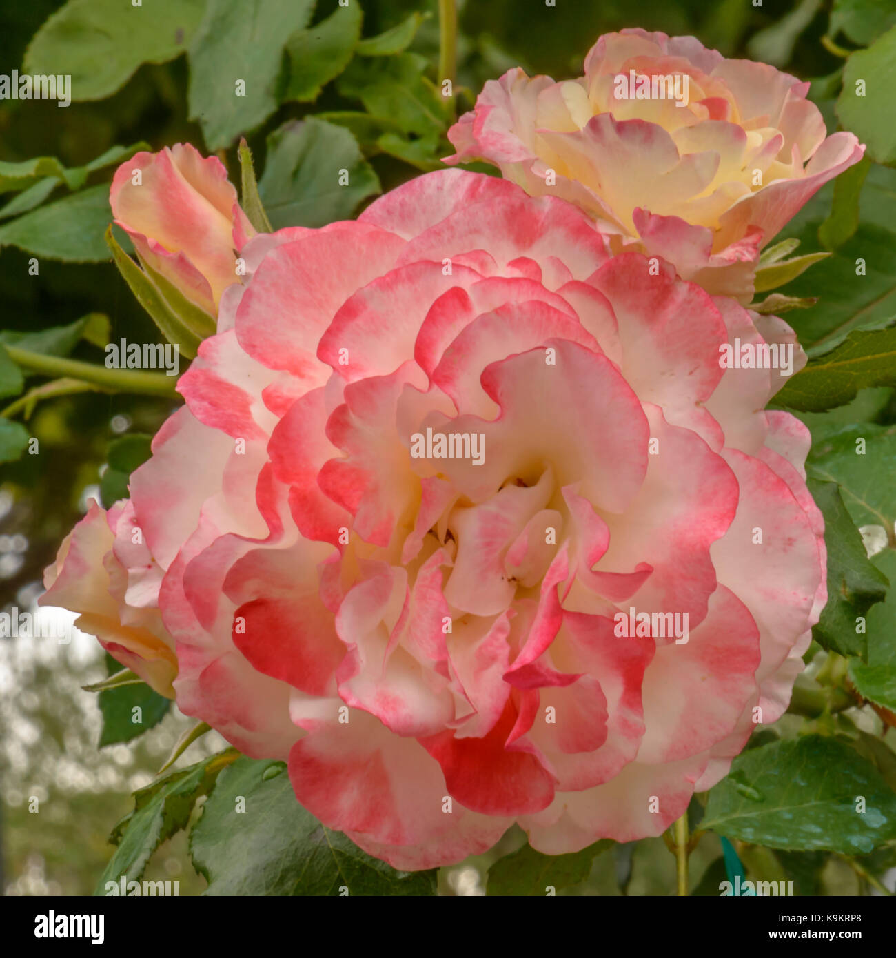 Fiori di rose rosa mystica montefiascone/ itally Foto Stock