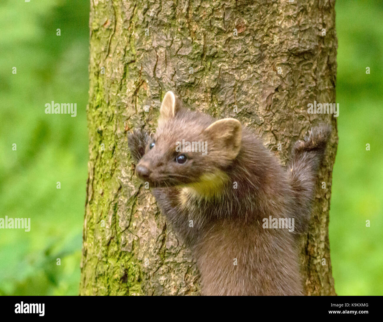 Martora galloway Forest park del centro visitatori/ Scozia/ isole britanniche Foto Stock