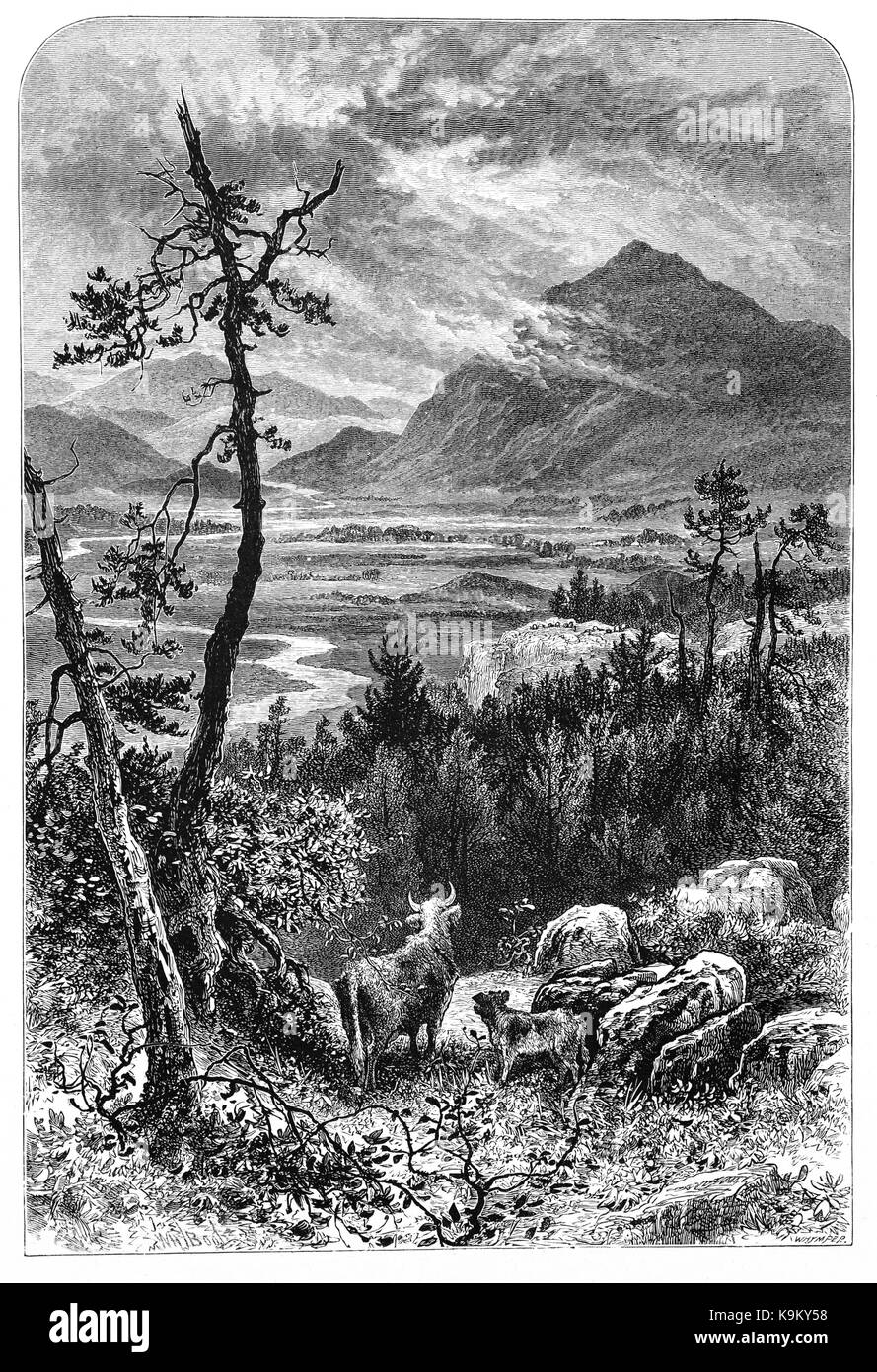 1870: Highland bovini al di sopra al di sopra di Kingussie, una piccola città nella regione delle Highlands della Scozia. Inverness-shire, Scozia, con Creag Dubh Mountain in distanza. Foto Stock