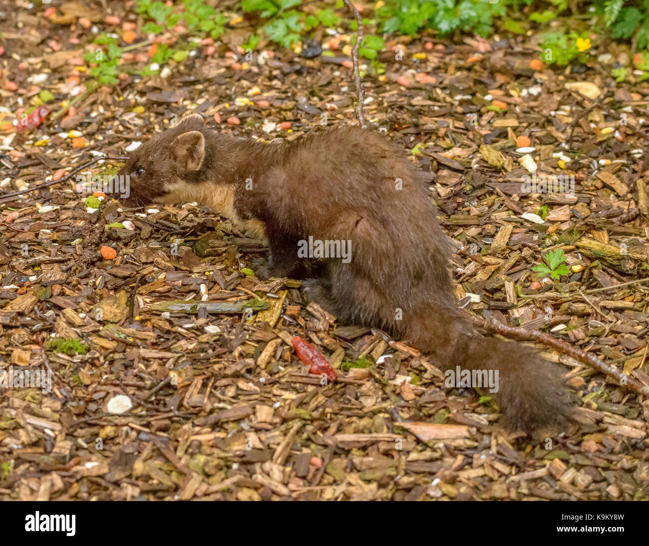 Martora galloway Forest park del centro visitatori/ Scozia/ isole britanniche Foto Stock