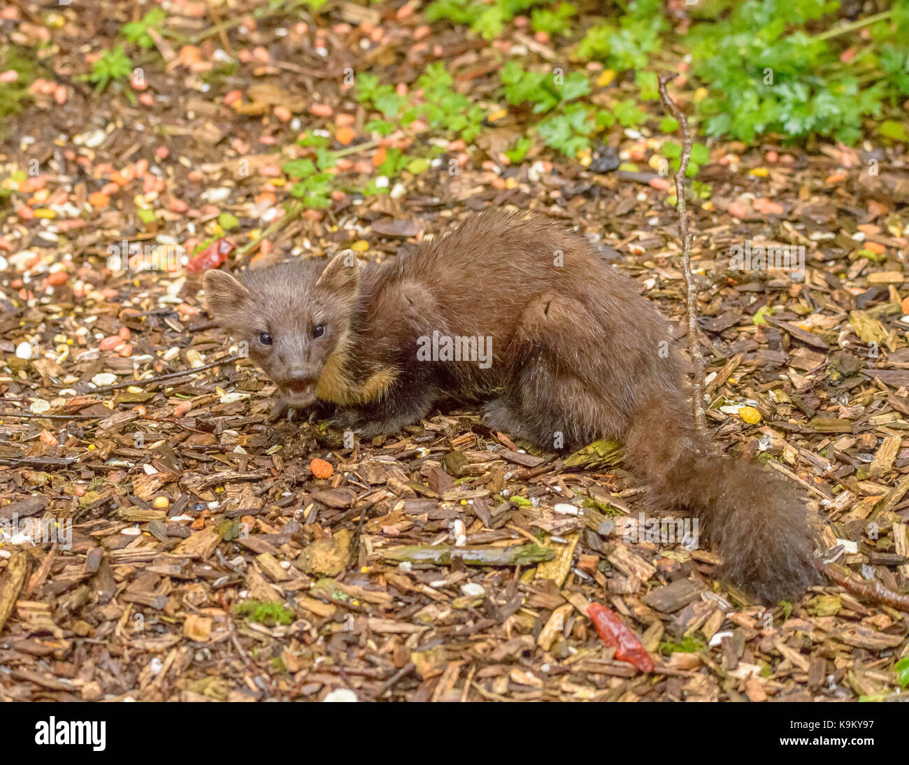 Martora galloway Forest park del centro visitatori/ Scozia/ isole britanniche Foto Stock