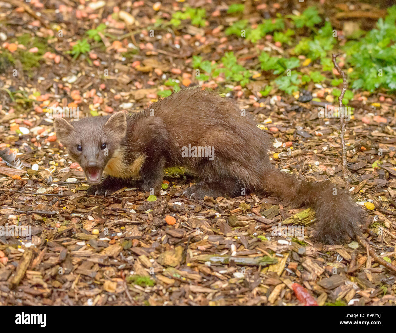 Martora galloway Forest park del centro visitatori/ Scozia/ isole britanniche Foto Stock