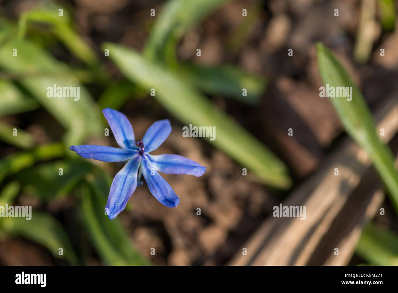 Molla blu fiore(scilla siberian) Foto Stock