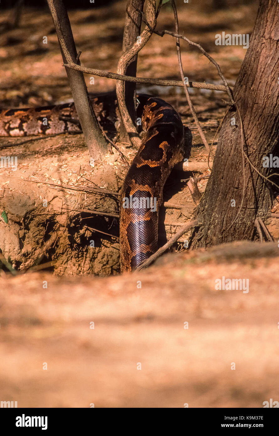 Maschio Rock indiano o Python Python indiano o Black-Tailed Python,(Python molurus),nella massa den,Keoladeo Ghana Parco Nazionale,Bharatpur Rajasthan,l'India Foto Stock