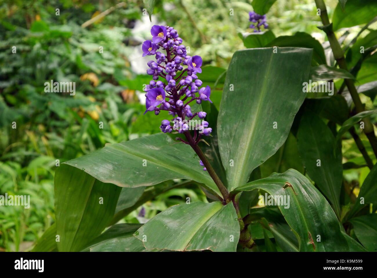 Un unico viola dichorisandra thyrsiflora (blue ginger) Testa di fiori coltivati in progetto EDEN, Cornwall, Inghilterra, Regno Unito. Foto Stock