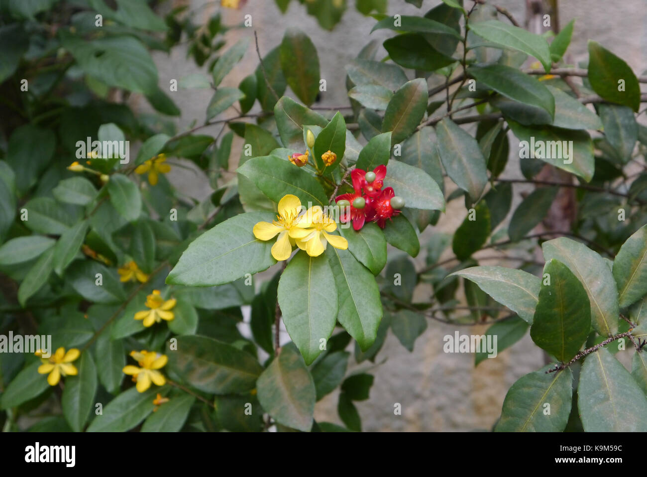 Mickey Mouse impianto, occhio di bush (ochna kirkii) cresciute all'Eden Project, Cornwall, Inghilterra, Regno Unito. Foto Stock