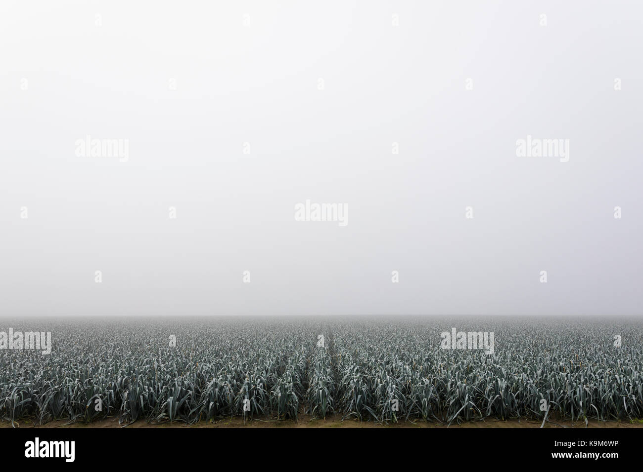 Settore agricolo con il porro raccolto nella nebbia, agricoltura Paesi Bassi, Europa Foto Stock