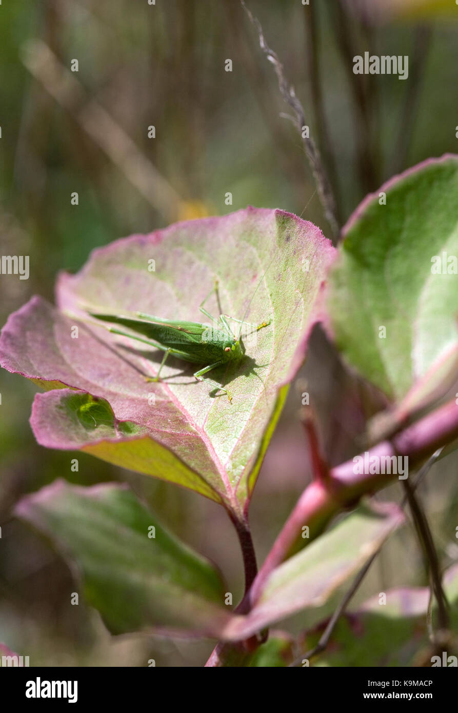 Tettigonia viridissima. grande macchia verde cricket su leycesteria formosa. Foto Stock
