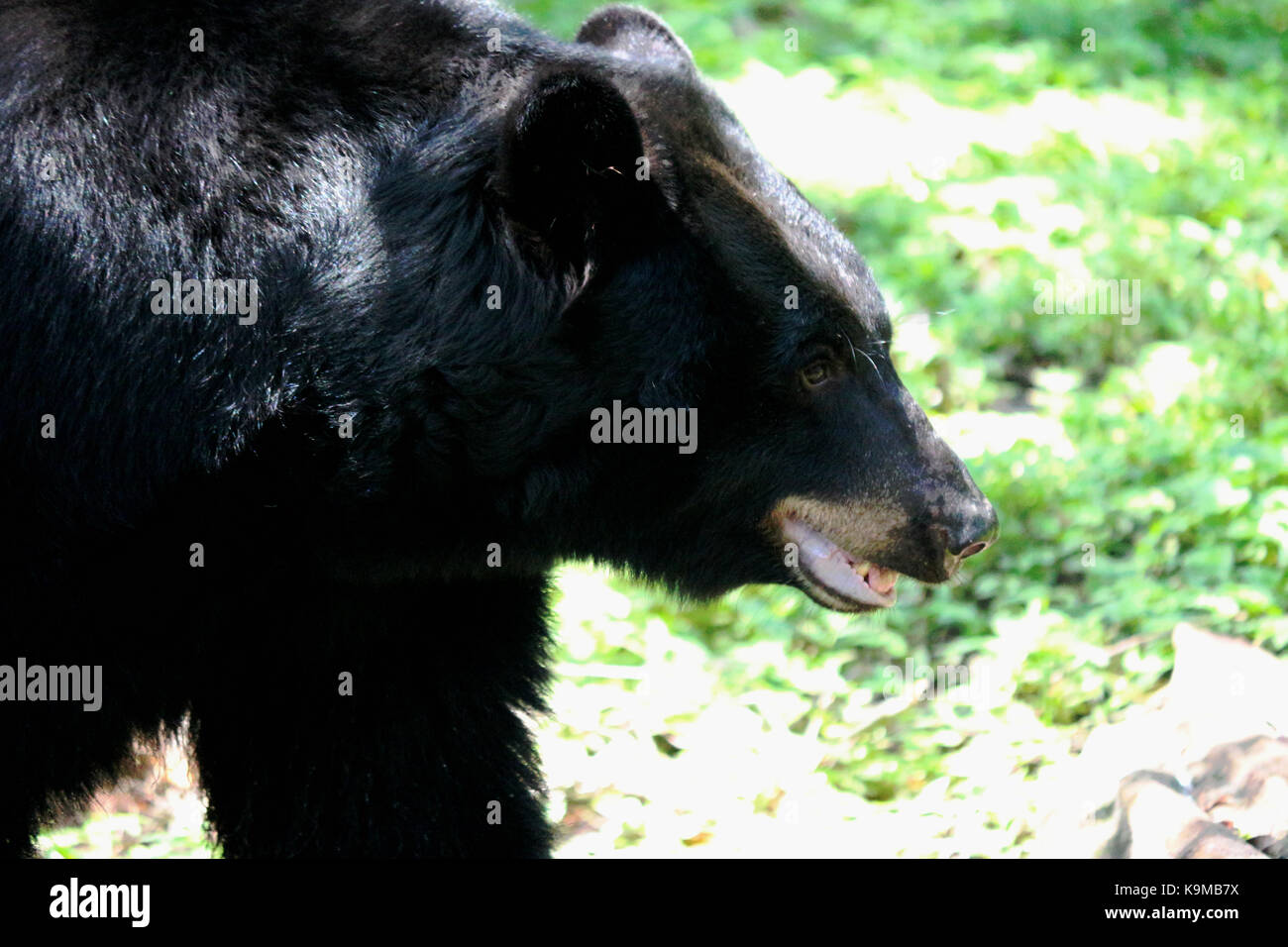 Un orso nero a piedi attraverso l'erba. Foto Stock