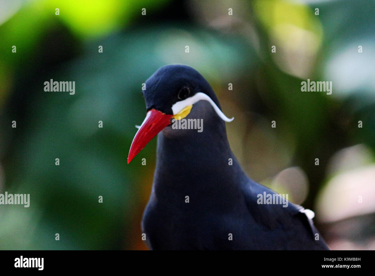 Una chiusura colpo alla testa di un inca tern bird nativa per il Perù e Cile con un naturale sfondo colorato. Foto Stock