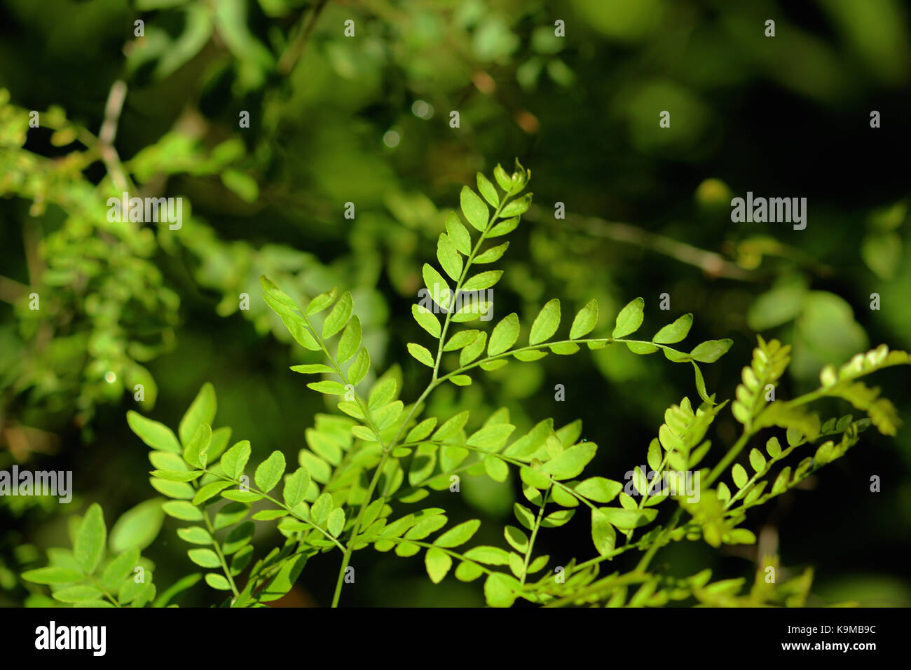 Un mazzo di foglie nella foresta, il buio e la luce verde il riempimento immagine. Foto Stock