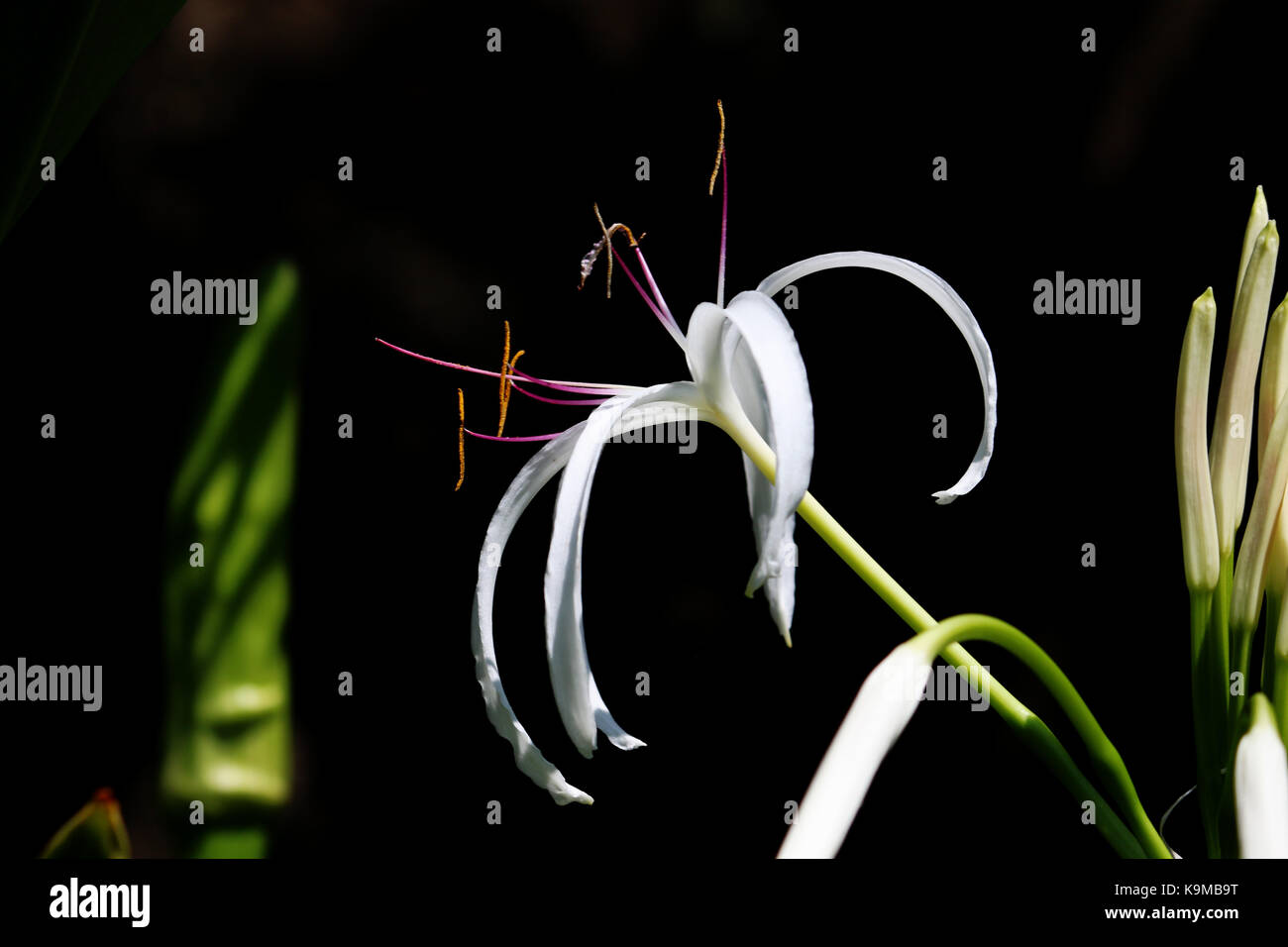 Un isolato queen emma / crinum lily fiore con sfondo nero Foto Stock