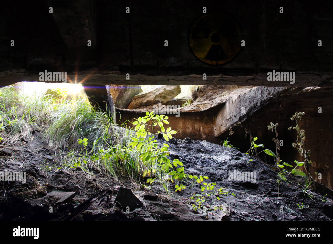 Il nuovo mondo dopo la guerra nucleare apocalisse - concetto. piante all'uscita del distrutto shelter. Foto Stock