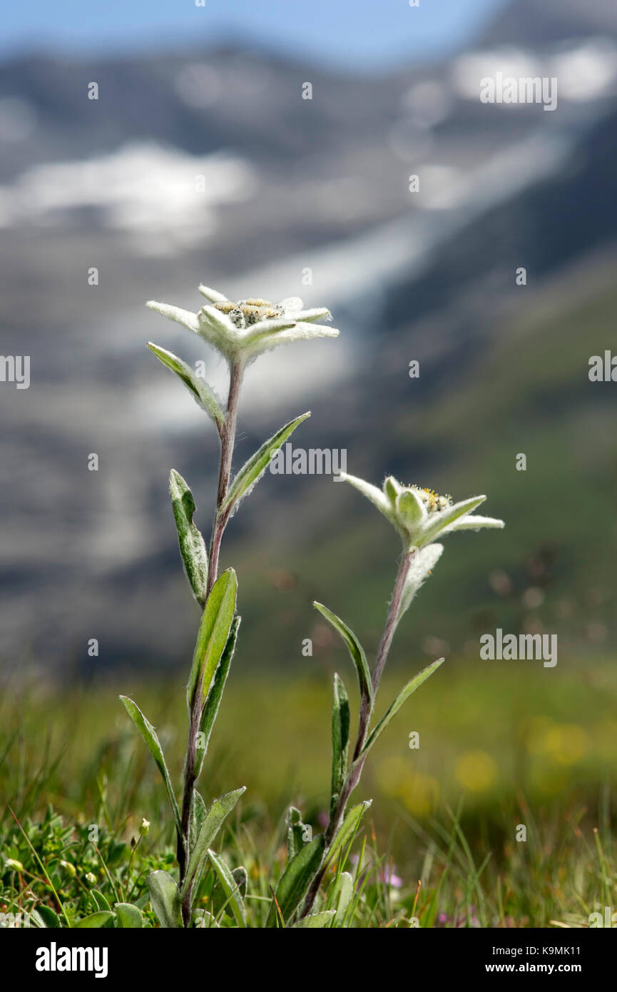 Alpine edelweiss (leontopodium alpinum), val de Bagnes, Vallese, Svizzera Foto Stock