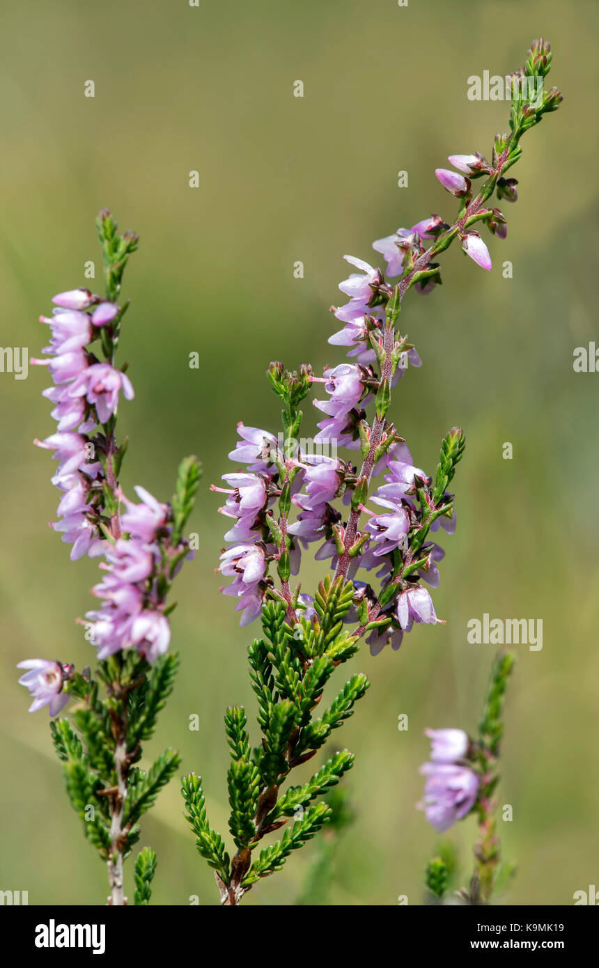 Heather (Calluna vulgaris), haute-nendaz, Vallese, Svizzera Foto Stock