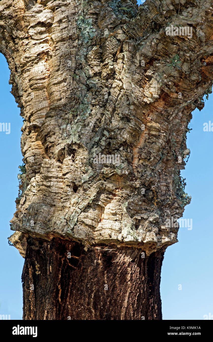 Ceppo di un parzialmente decorticati quercia da sughero (Quercus suber), algarve, portogallo Foto Stock