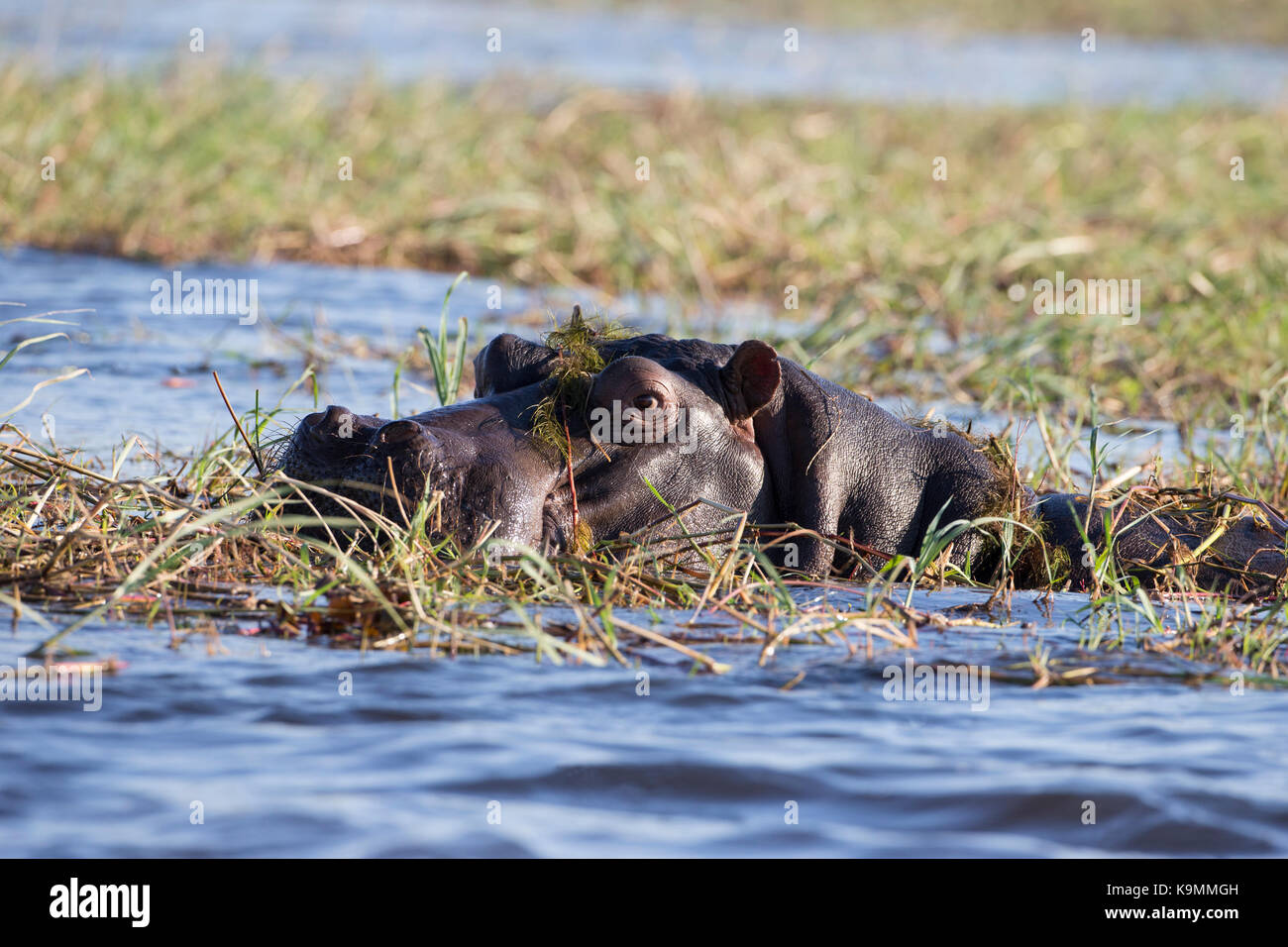 Ippopotamo - Hippopotamus amphibius semi-sommersa in un fiume Foto Stock