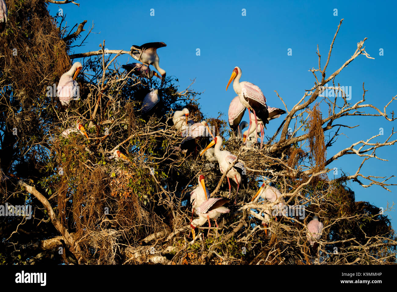 Un gruppo di giallo-fatturati cicogne Mycteria ibis nidificazione di alberi di alto fusto sulle rive di un fiume Foto Stock