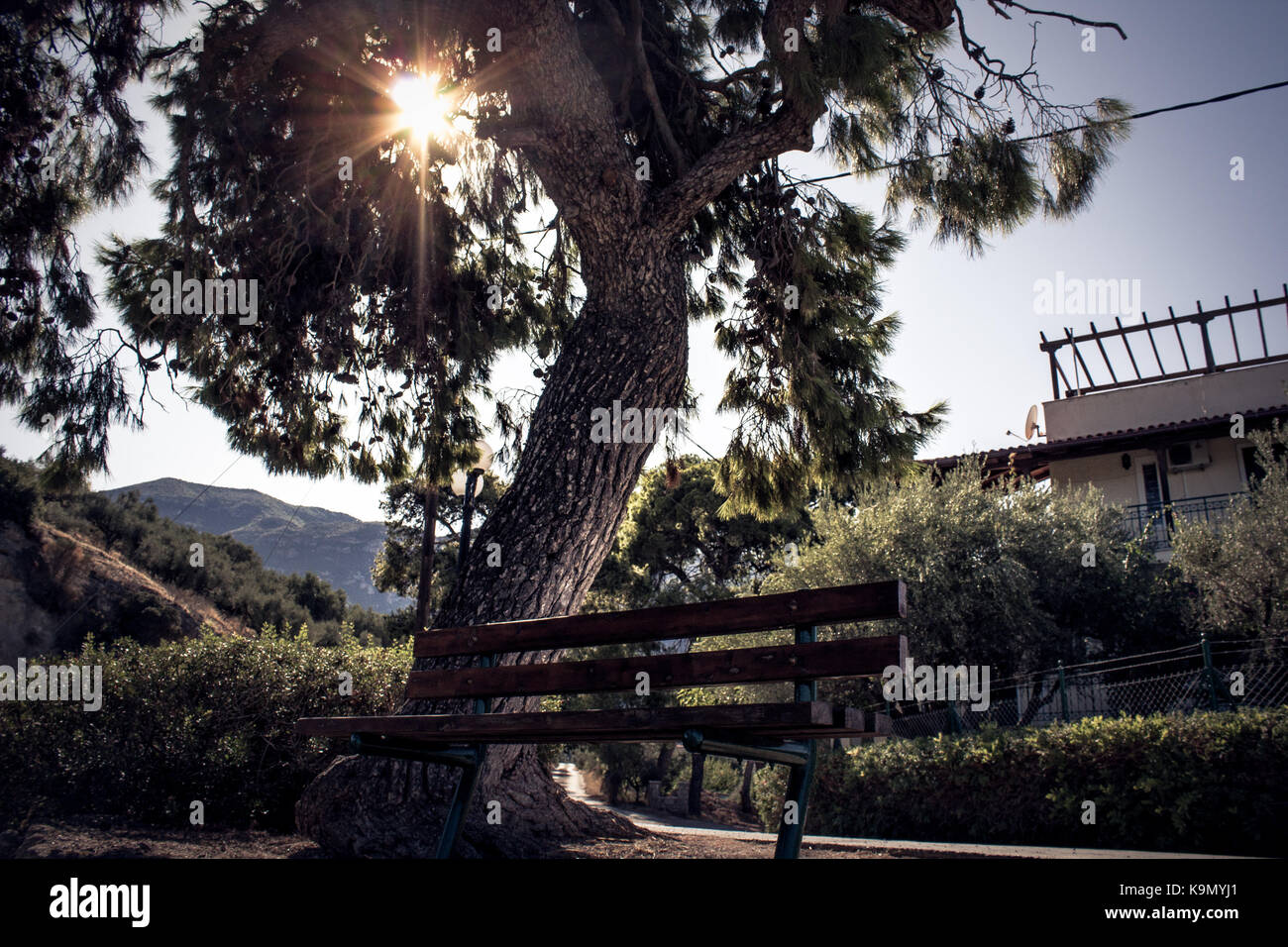 Banco sotto un grande albero con il sole che splende in background al mezzogiorno Foto Stock