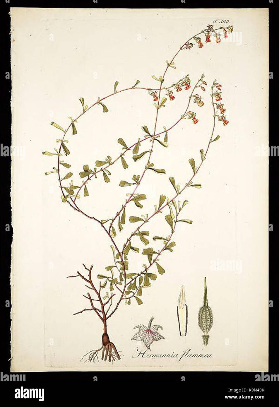 Plantarum rariorum horti caesarei Schoenbrunnensis descriptiones et icones (T. 129) BHL272052 Foto Stock