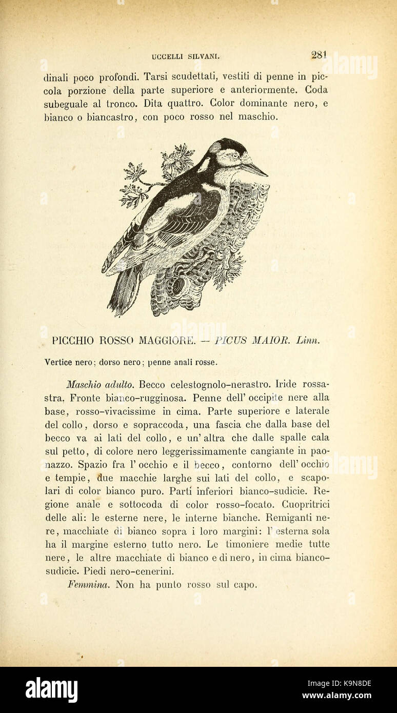 Ornitologia italiana (pagina 281) BHL40152719 Foto Stock