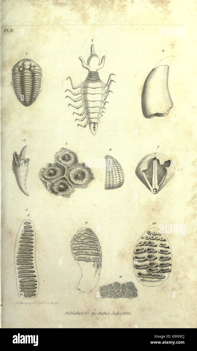 Contorni di oryctology BHL19044973 Foto Stock
