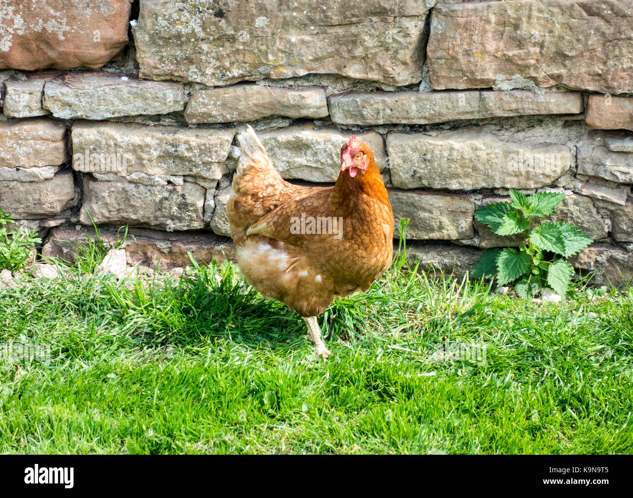 Catalana pollo. luce marrone piume con gambe di colore giallo Foto Stock