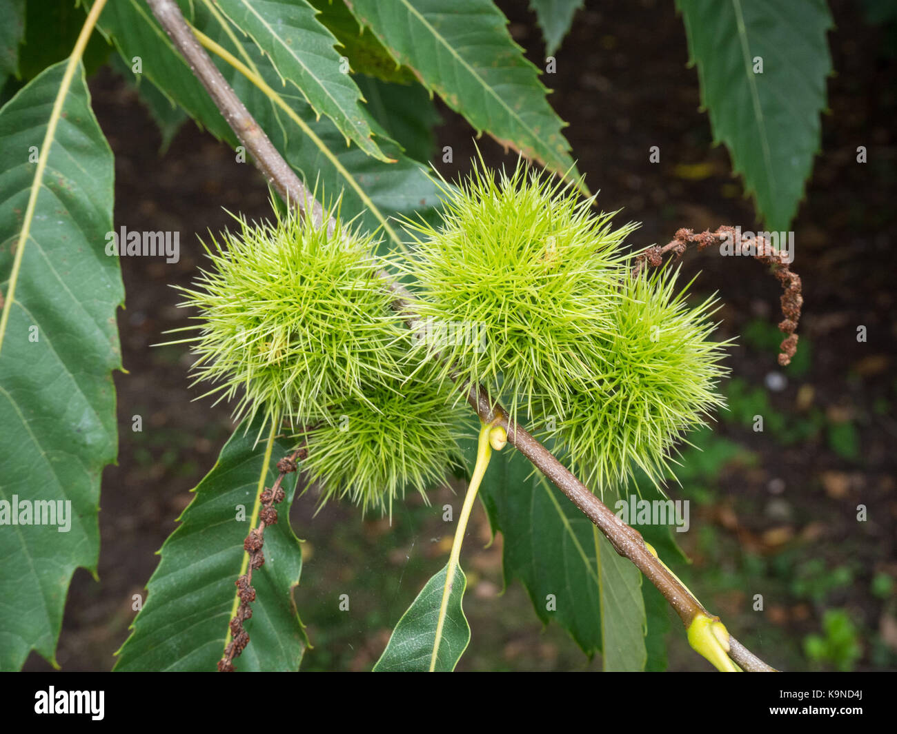 Chiusura del semi frutti maturi di Castanea sativa - Sweet Chestnut Foto Stock