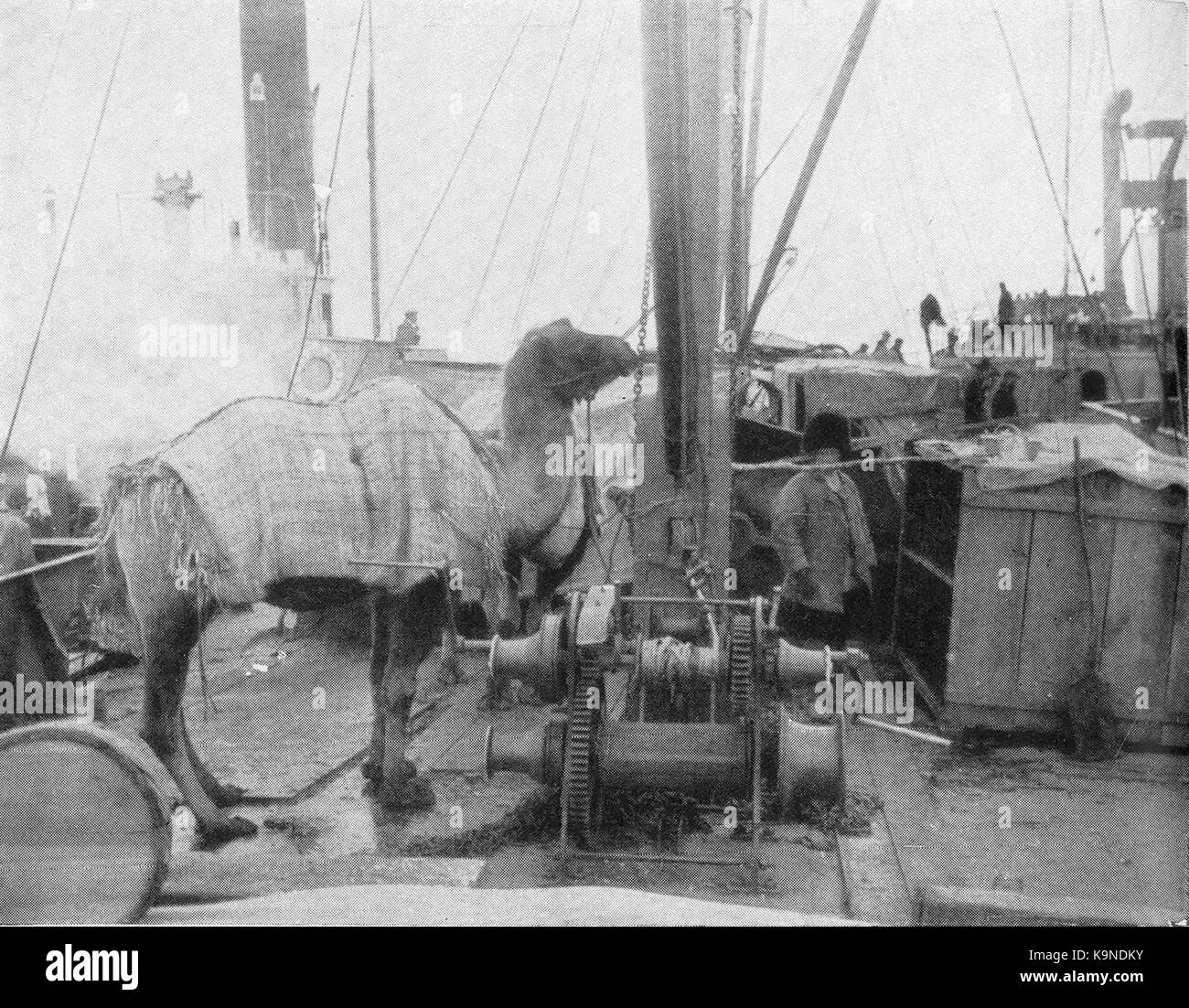 P98a cammelli sul ponte dell'accendino Foto Stock