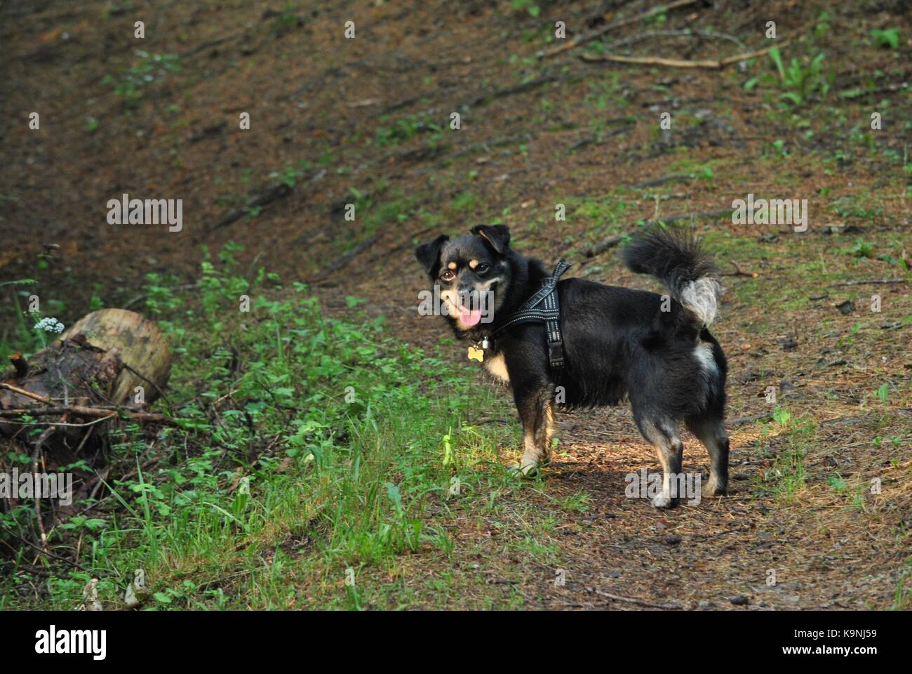 cane felice Foto Stock